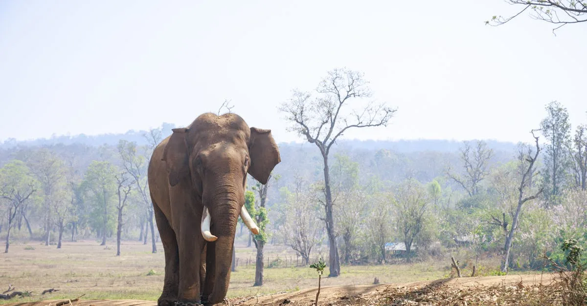 découvrez les conservateurs naturels : des alternatives saines et écologiques pour préserver la fraîcheur de vos aliments tout en respectant l'environnement.