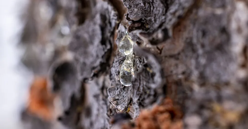 découvrez notre collection de décorations en résine naturelle, alliant élégance et authenticité pour embellir votre intérieur avec des matériaux écologiques et durables.