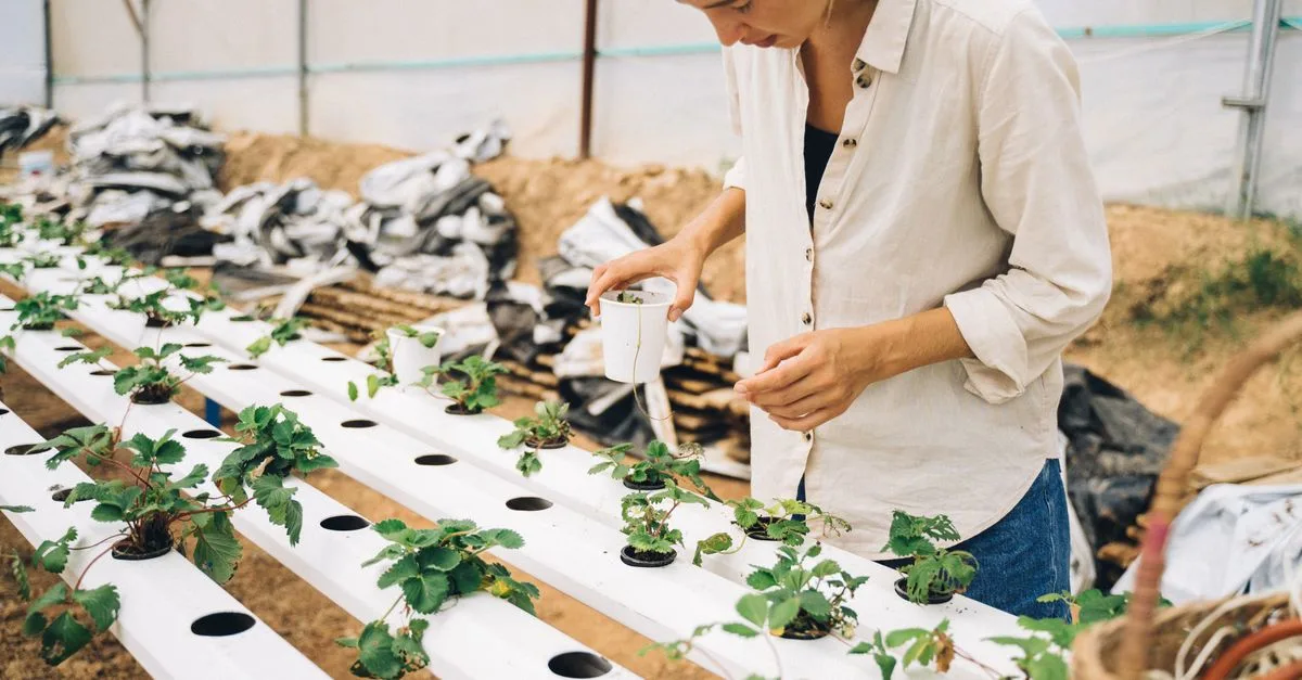 découvrez l'aquaponie, une méthode innovante combinant l'aquaculture et l'hydroponie pour cultiver des plantes et élever des poissons de manière écologique et durable.