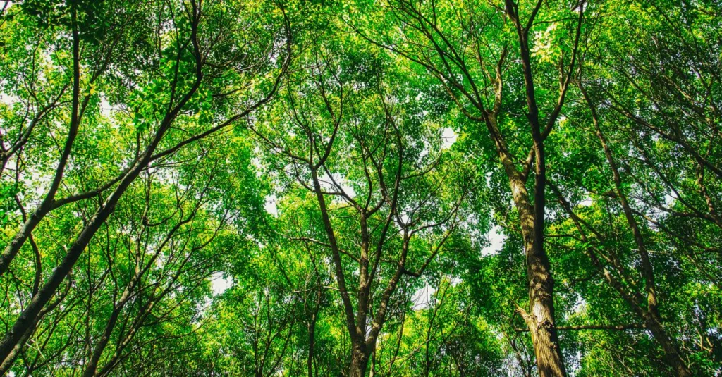 découvrez les réglementations environnementales essentielles pour protéger notre planète et assurer un développement durable conforme aux normes en vigueur.