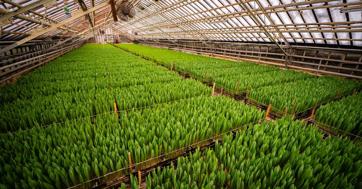 découvrez l'agriculture écologique innovante : des méthodes durables et respectueuses de l'environnement pour produire autrement.