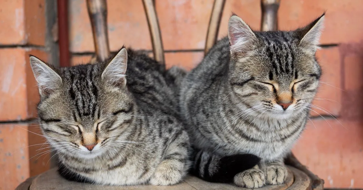 conseils pratiques pour une bonne cohabitation entre chats : astuces pour une harmonie à la maison.