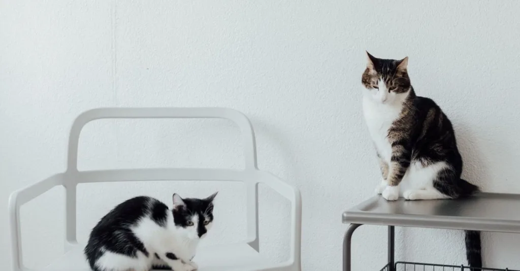 découvrez des conseils pratiques pour une bonne cohabitation avec votre chat et assurer une harmonie chez vous.