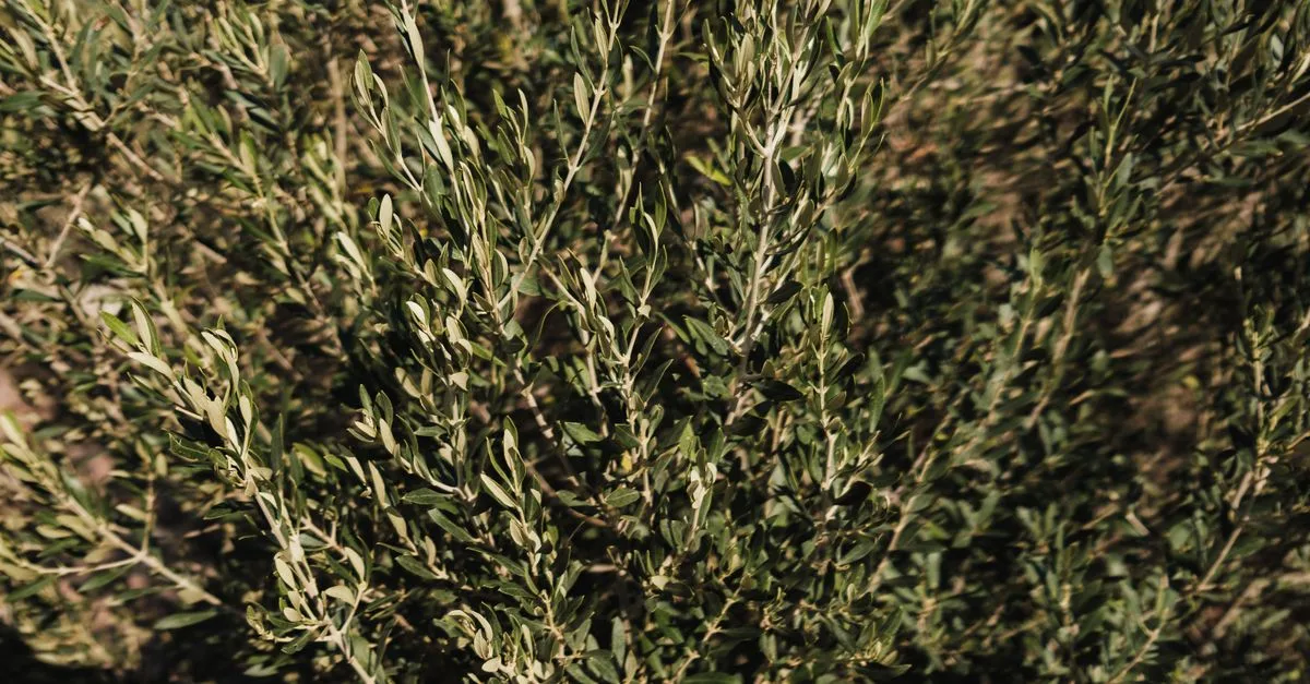 découvrez notre sélection exclusive de produits et articles en olive green, la teinte parfaite pour ajouter une touche naturelle et élégante à votre style et votre décoration.