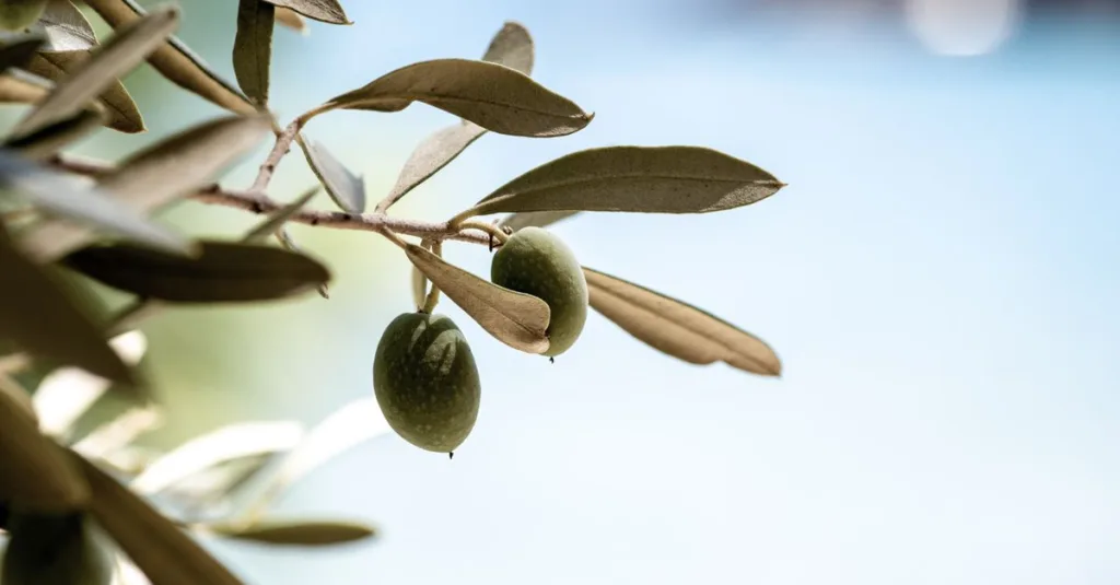 découvrez la teinte vert olive, une couleur naturelle et apaisante parfaite pour vos designs, décorations et styles vestimentaires.
