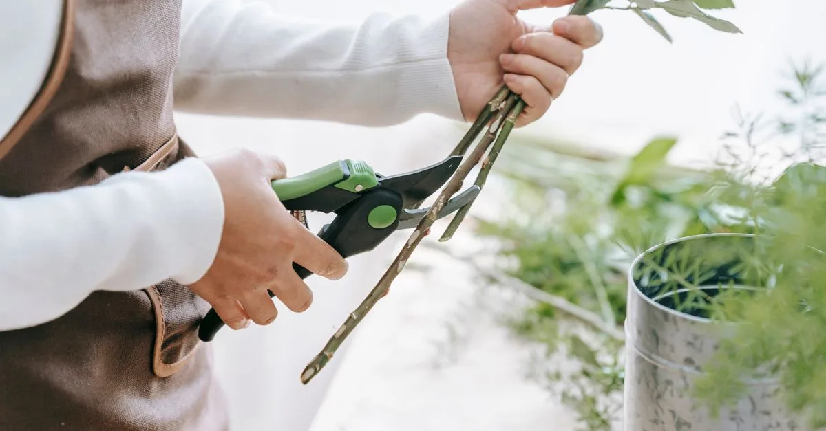 guide complet pour la taille des plantes : conseils pratiques et techniques pour entretenir vos végétaux et favoriser une croissance saine.